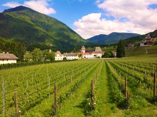 vineyard in Novacella, South Tyrol photo