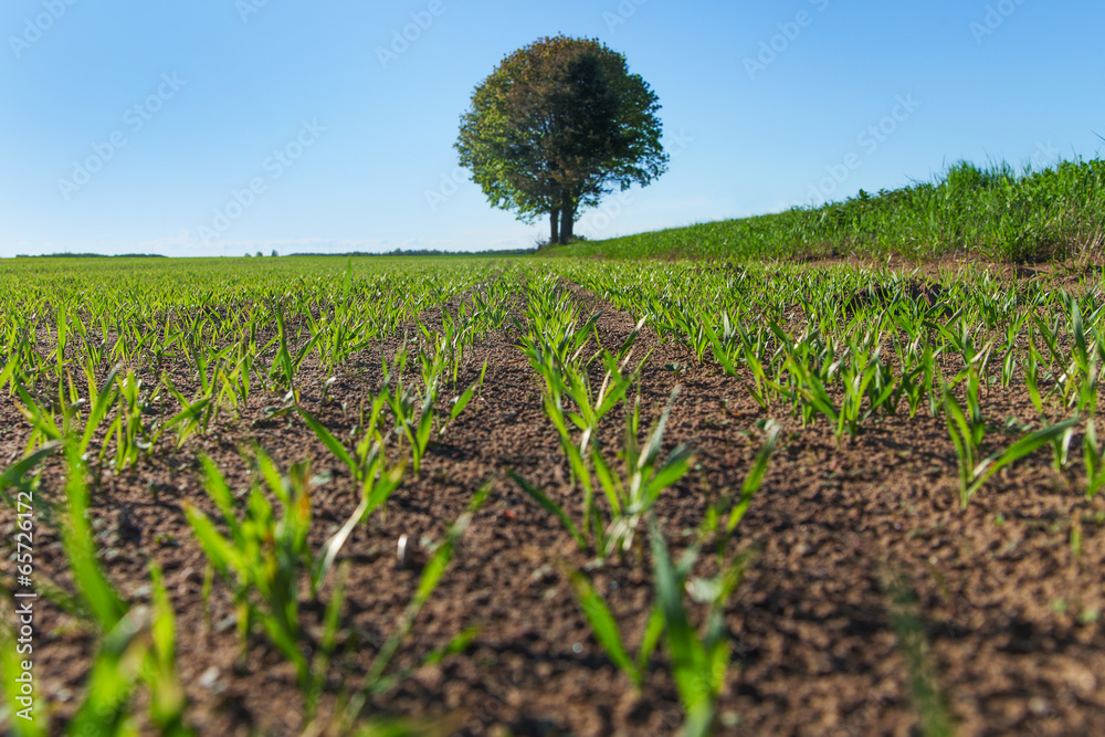 Obraz premium Green wheat field.