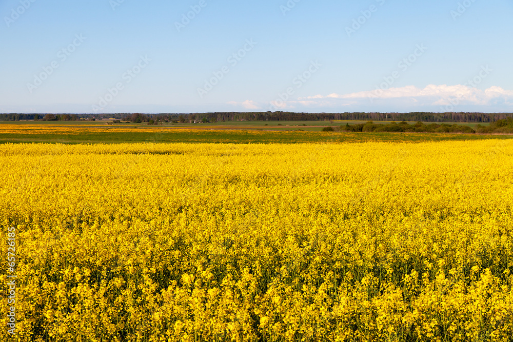 Canola field .