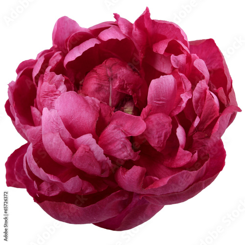 red flower chrysanthemum