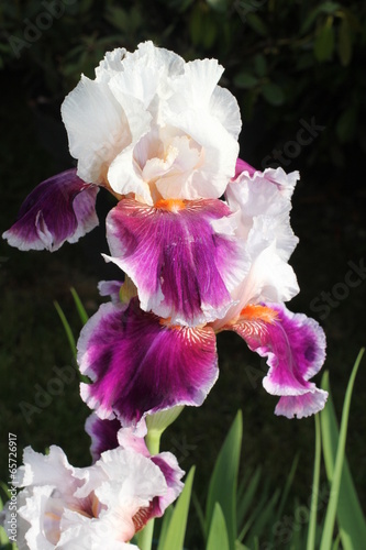 Grand iris des jardins bicolore