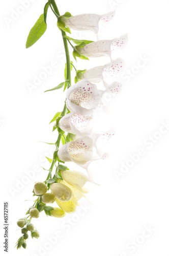 White flower bell isolated on white background photo