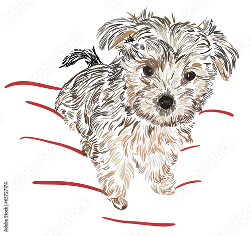 sketch york dog