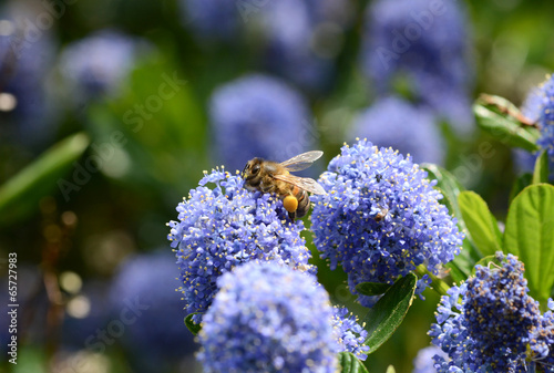 Honeybee with full corbiculae