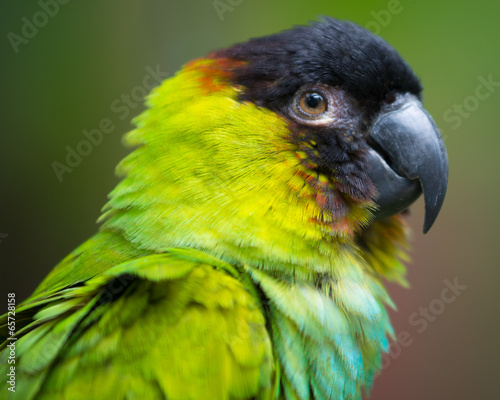Portrait of conure parrot with black head
