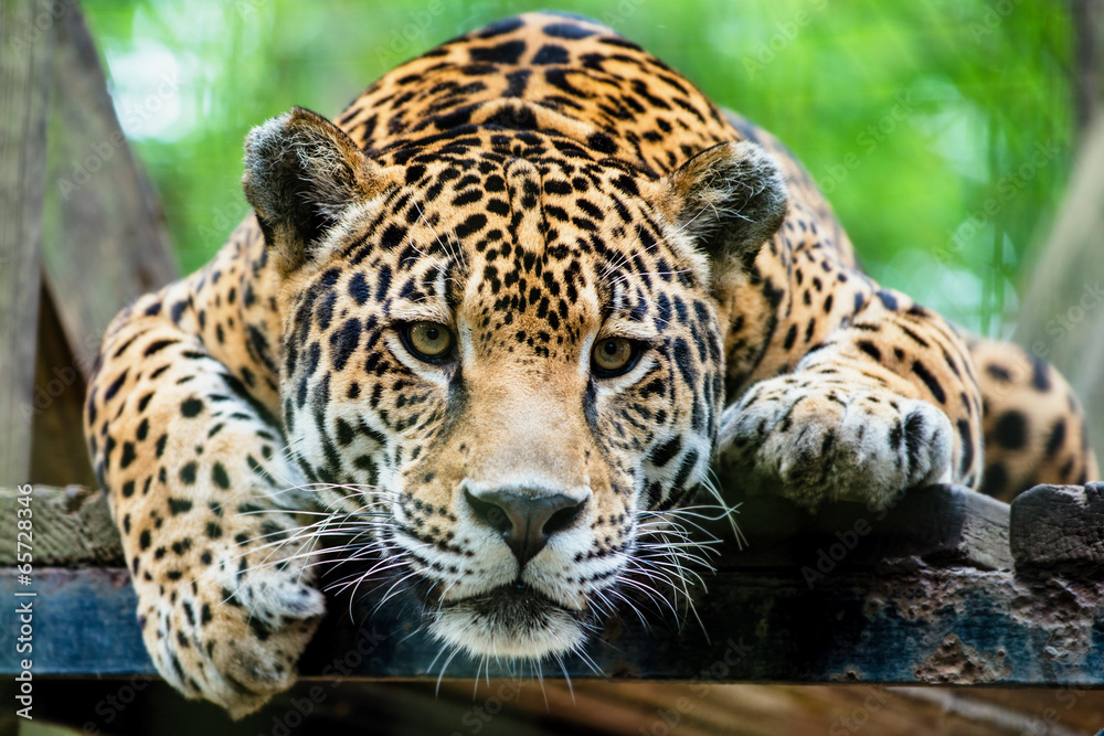 Naklejka premium Jaguar z Ameryki Południowej
