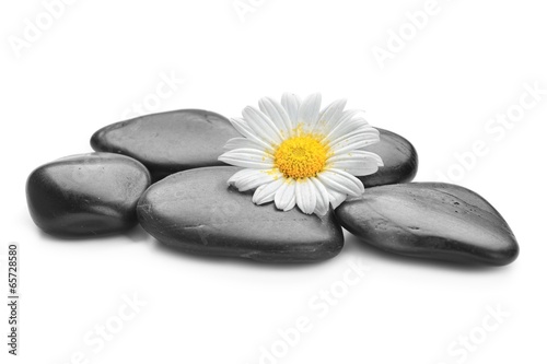 zen basalt stones and daisy