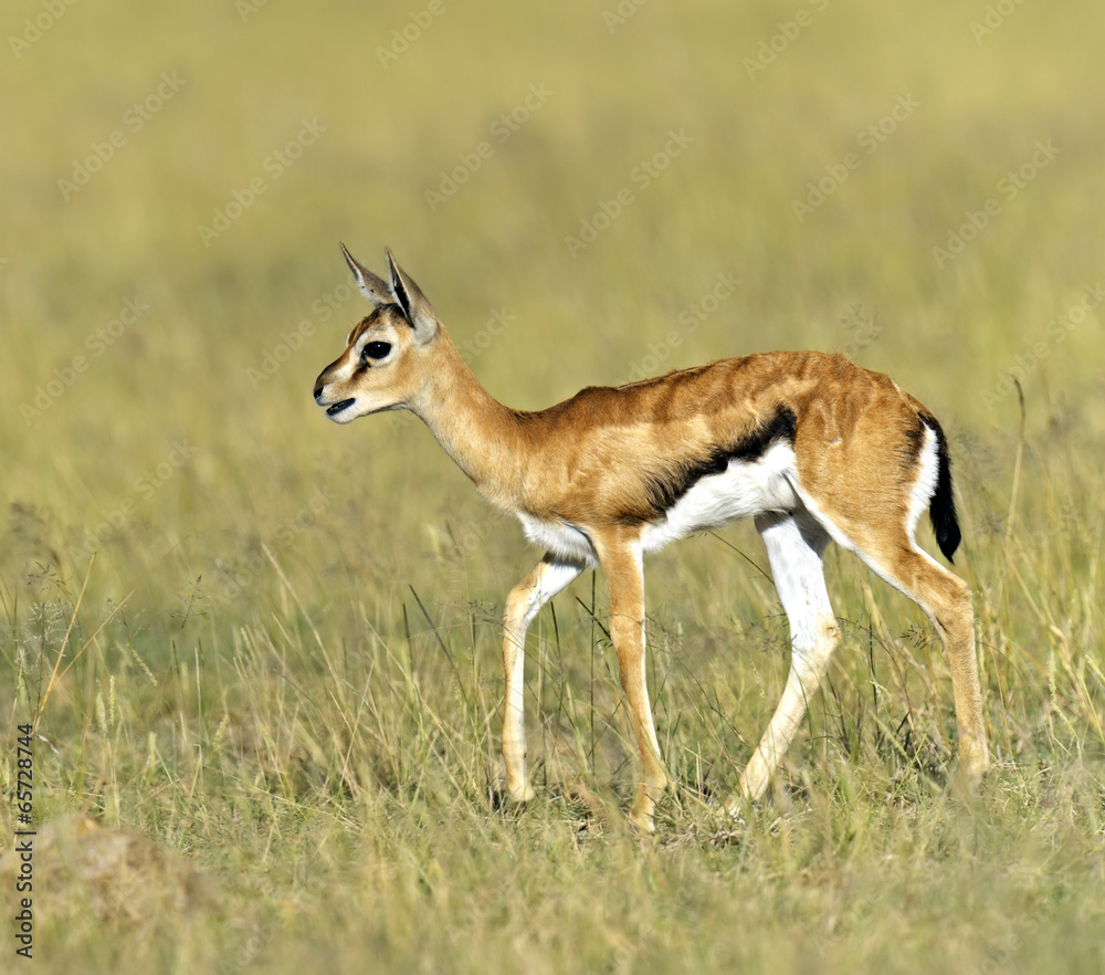 Grant Gazelle Grant Gazelle