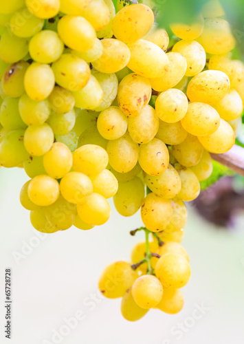Bunches of Green wine grapes hanging  on vine