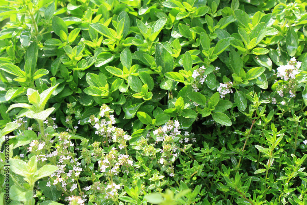 Obraz premium Kräutergarten