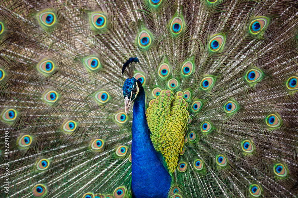 Fototapeta premium Portrait of beautiful peacock with feathers out..