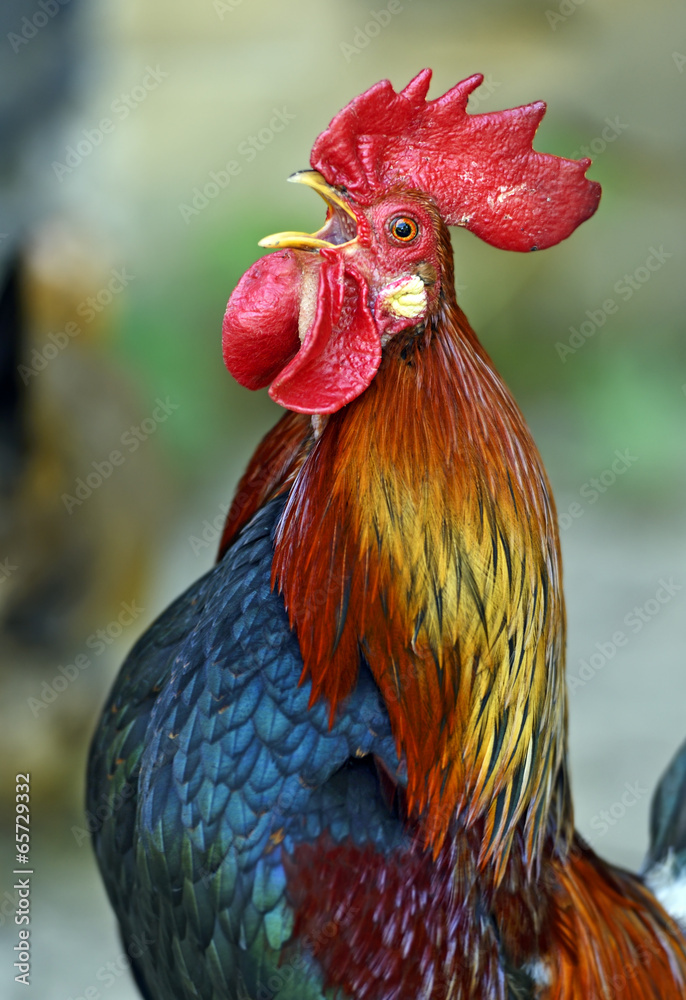 Rooster
