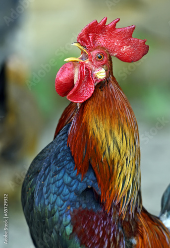 Obraz na płótnie Rooster w salonie