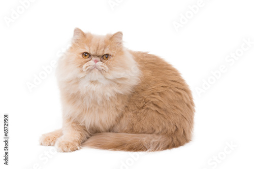 Persian cat sitting on the white background.