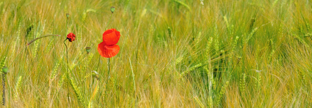 Fototapeta premium Coquelicot en fleur dans un champ de blé