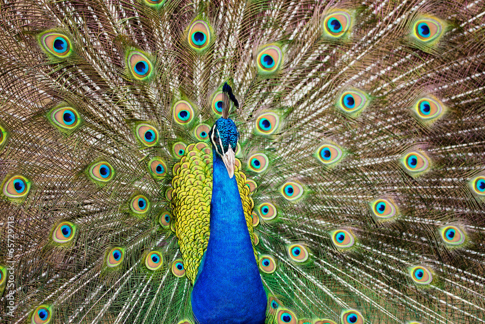 Naklejka premium Portrait of beautiful peacock with feathers out..