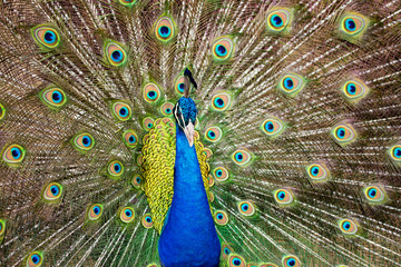 Fototapete Pfau Pfau mit ausgebreitetem Federfächer  © Robert Hainer