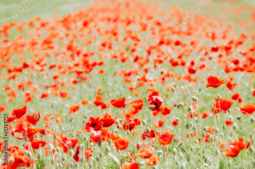 field with poppies