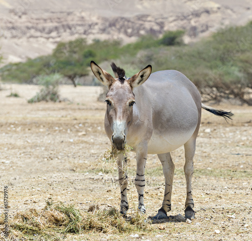 Somali wild ass (Equus africanus) in Israeli nature reserve
