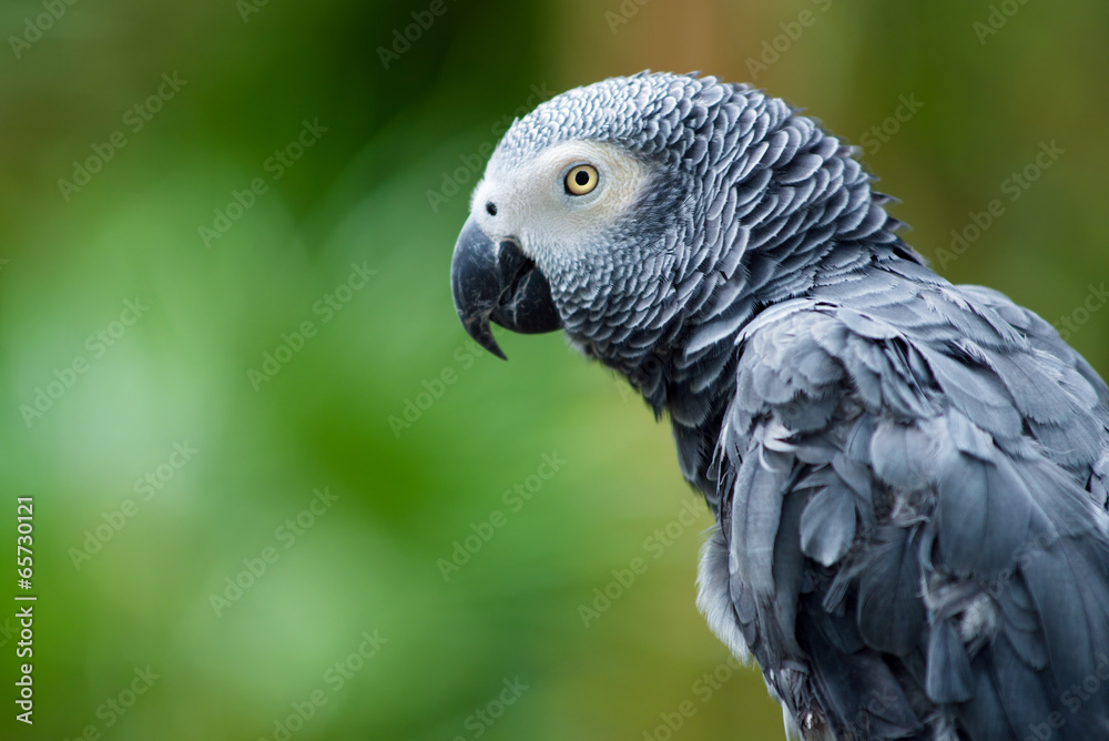 Fototapeta premium Portrait of African Gray Parrot
