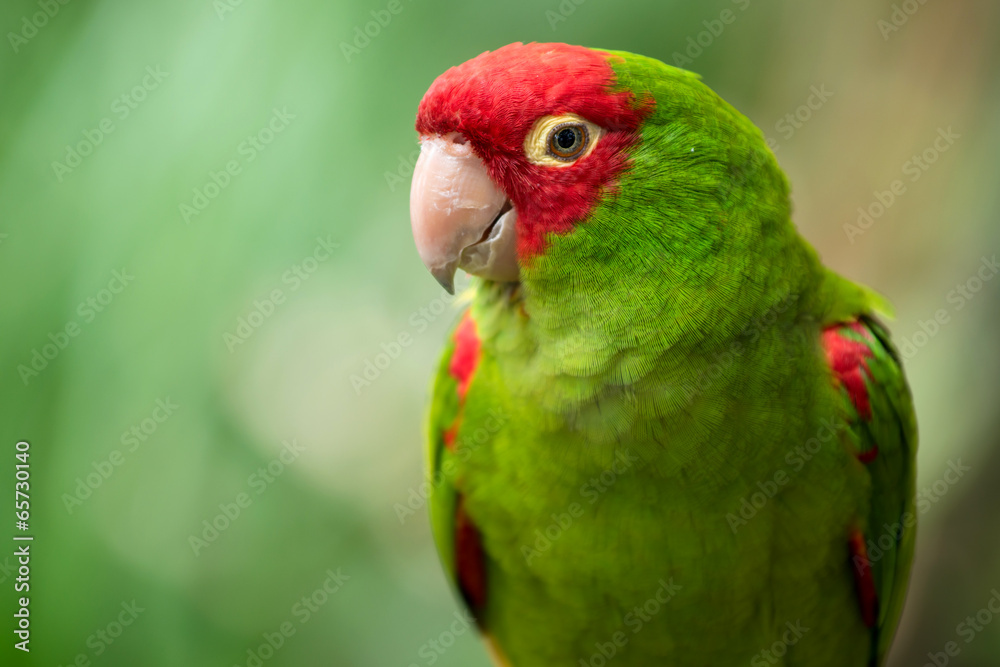 Fototapeta premium Portrait of red and green conure parrot