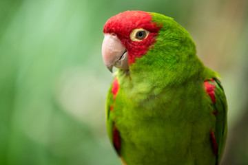 Keuken achterwand Papegaai Portret rood-groene conure papegaai  © Robert Hainer