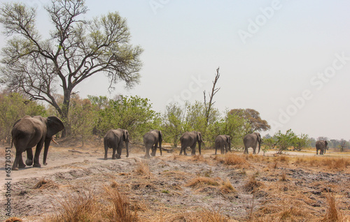 Elephants in Banoka Camp, Botswana