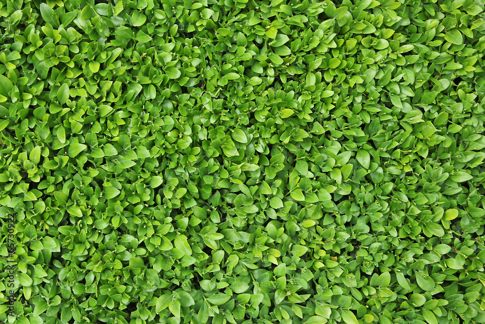 fond de feuilles de buxus fond de feuilles de buxus