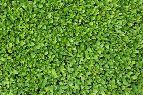 Photos fond de feuilles de buxus
