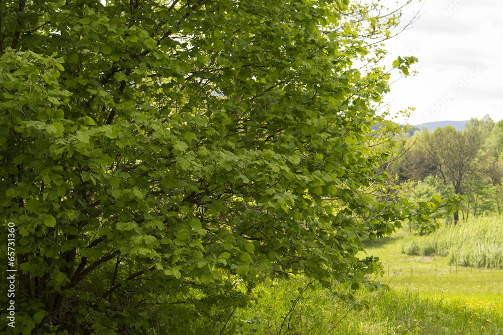 trees in landscape trees in landscape