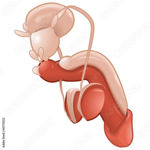 Penis