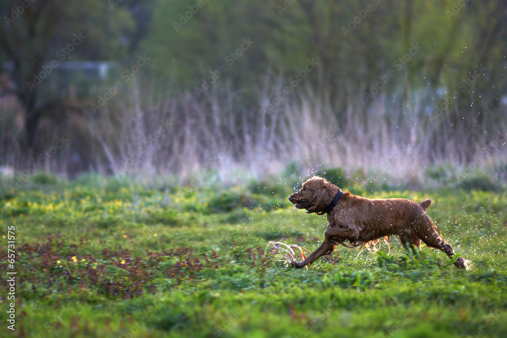 redhead Spaniel dog running with a stick redhead Spaniel dog running with a stick