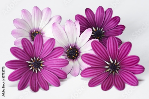 white and purple daisies