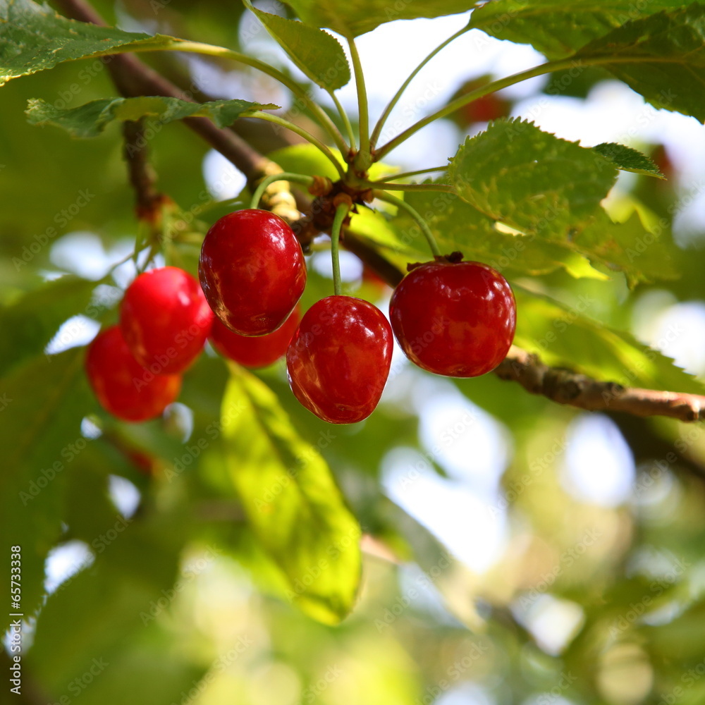 Obraz premium Kirschen - Cherries