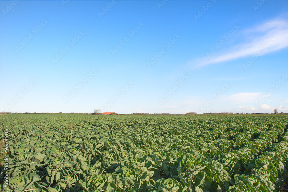 Sprouts in the fields