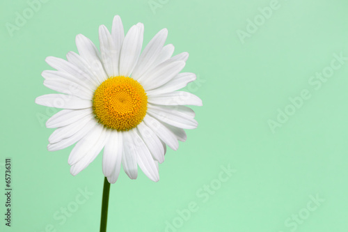 Fototapeta Naklejka Na Ścianę i Meble -  Daisy flower closeup on green background