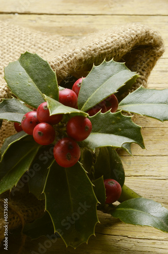 Ruscus aculeatus Stechender Mäusedorn Иглица колючая photo