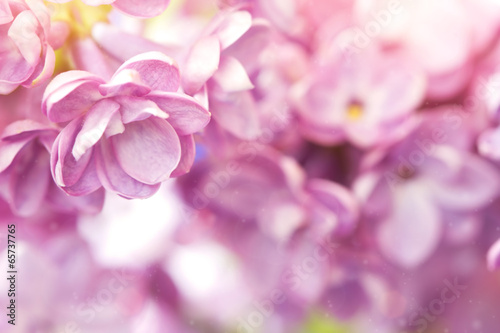 Delicate lilac flower close up