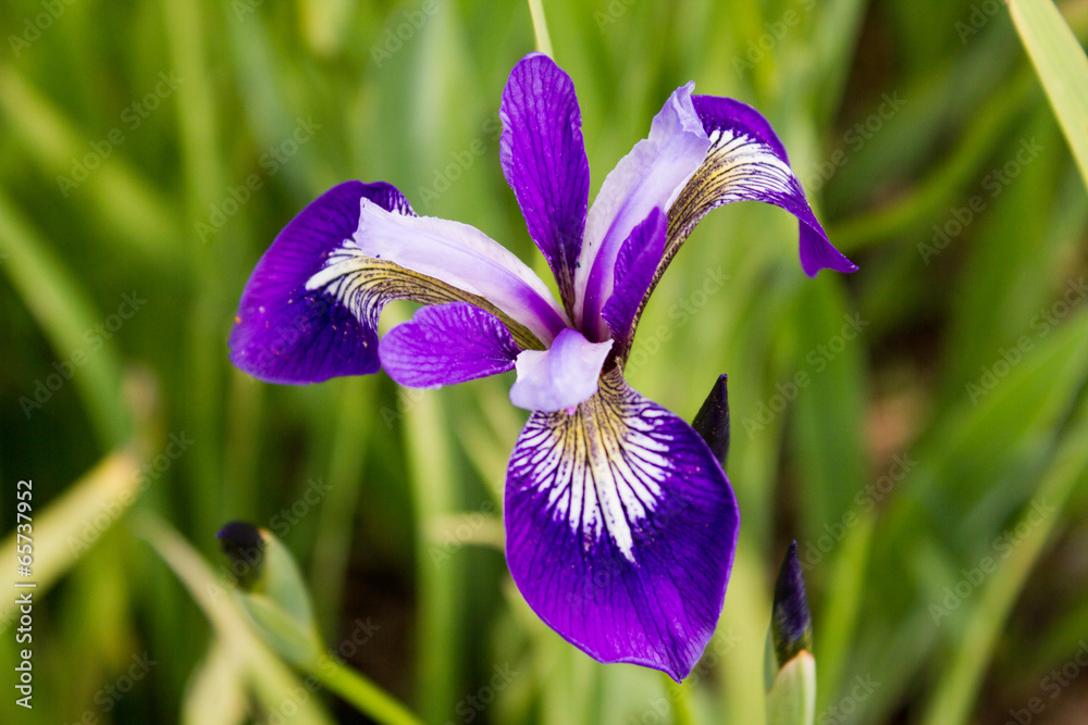 Schwertlilie StockFoto Adobe Stock