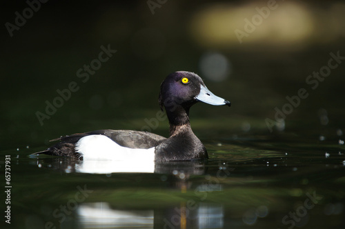 Tufted Duck, Aythya fuligula