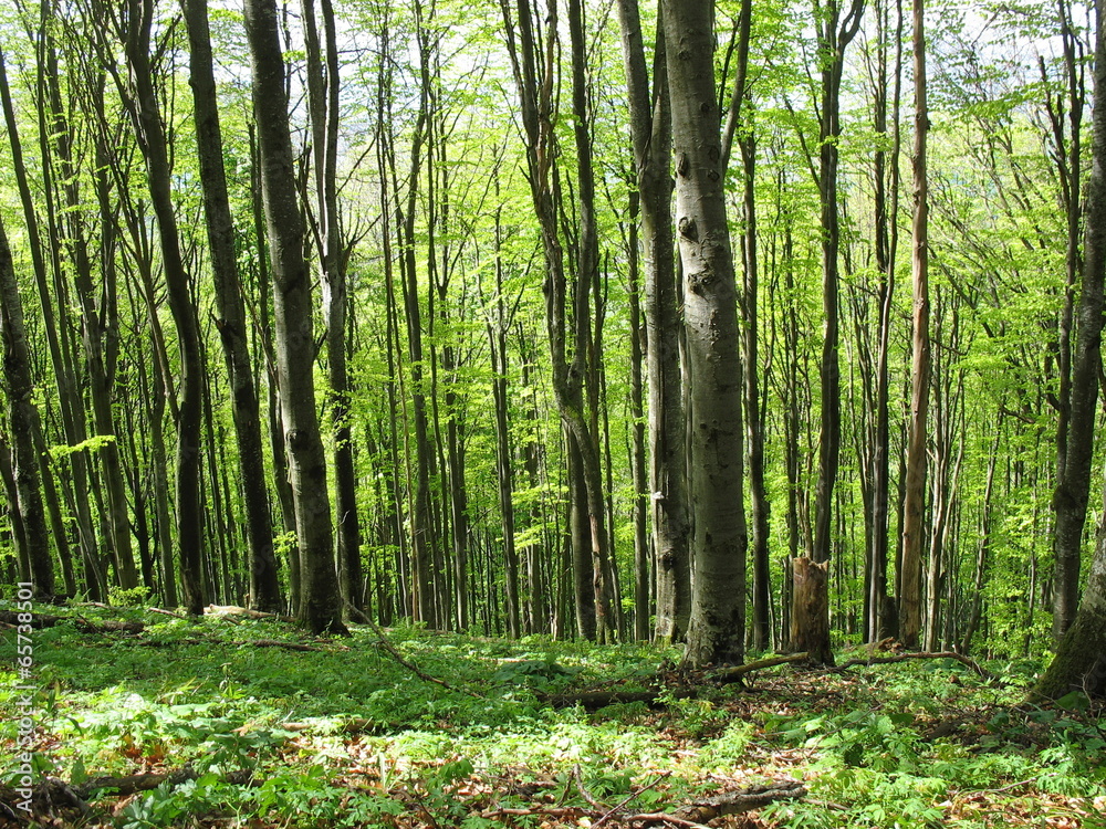 Fototapeta premium Солнечный лес в Карпатах