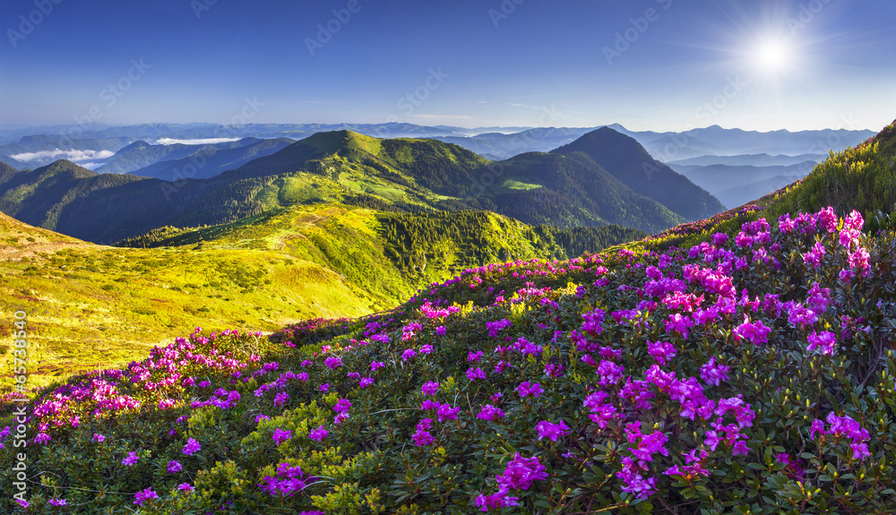 Magic pink rhododendron flowers in the mountains.