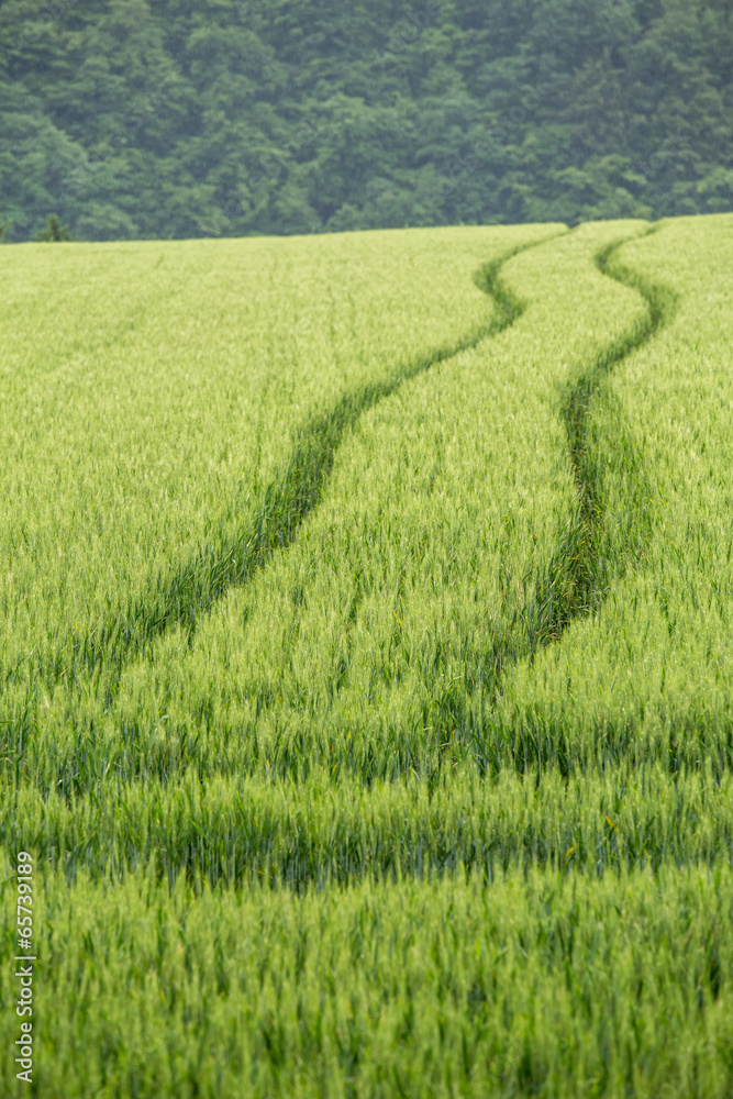 Obraz premium fresh green wheat field