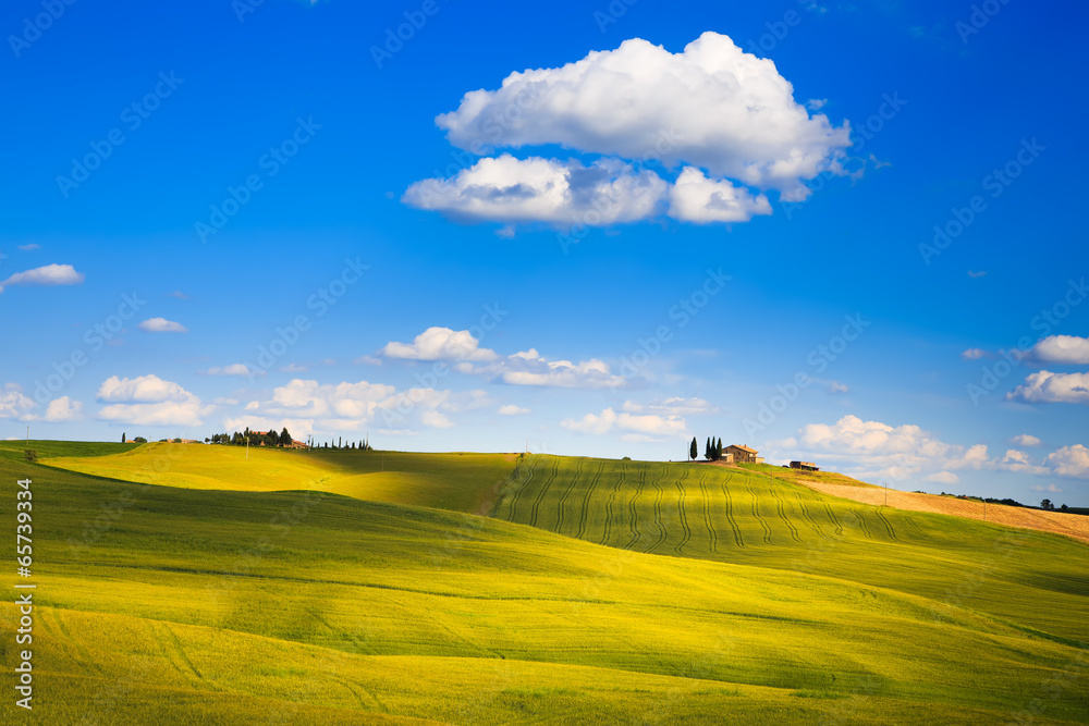 Fototapeta premium Tuscany, farmland and cypress trees, green fields. Pienza, Italy