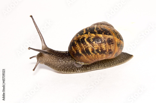 Cornu aspersum Garden Snail