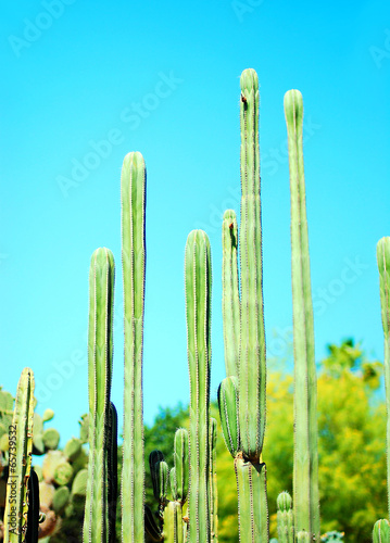 Cactus plant.
