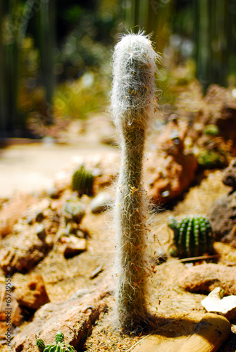 Cactus plant