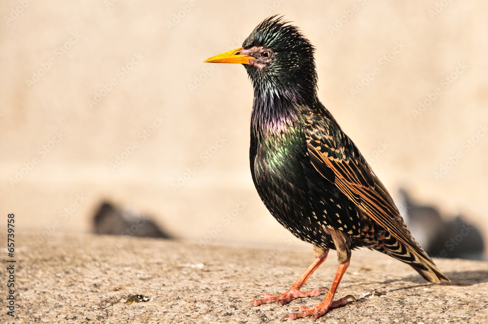 Side view of a beautiful common starling Side view of a beautiful common starling