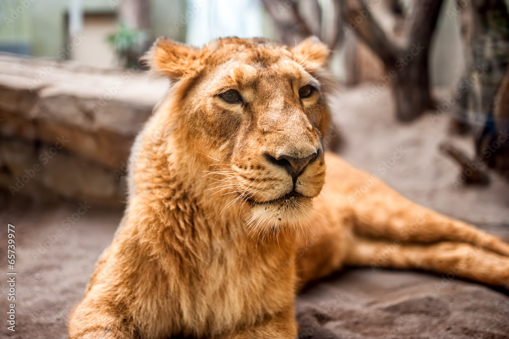 Obraz premium portrait of a gentle and peaceful lioness resting
