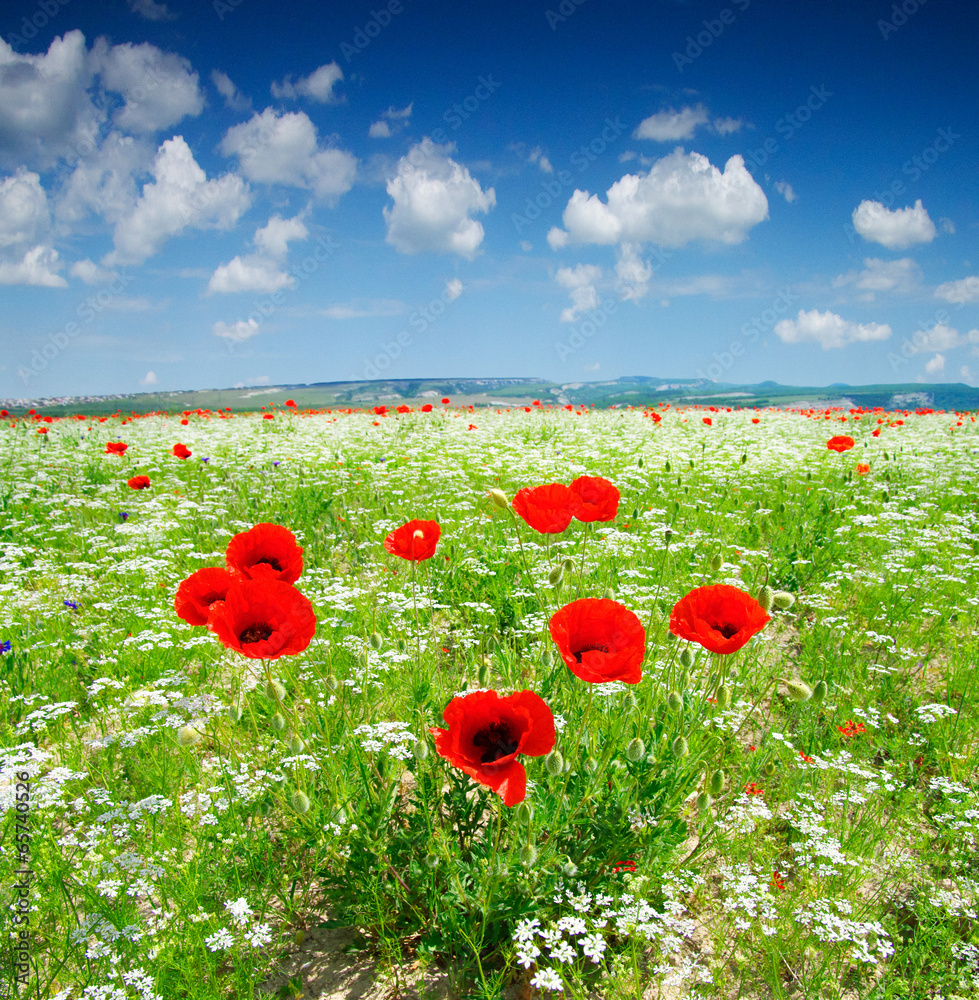 Obraz premium Маки